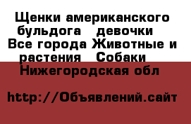 Щенки американского бульдога ( девочки) - Все города Животные и растения » Собаки   . Нижегородская обл.